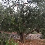 Villa Lorenta Apartments * Primosten