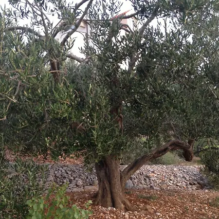 Lorenta * Primošten