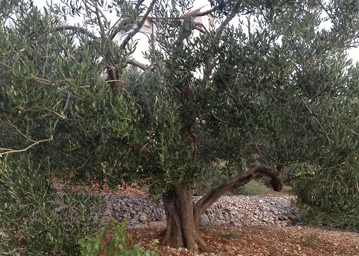 Lorenta * פרימוסטן